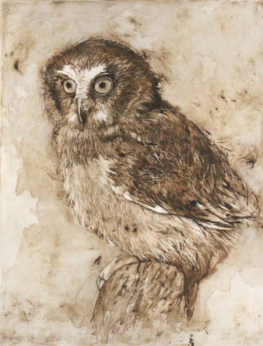 Owl, animal studies, 2017