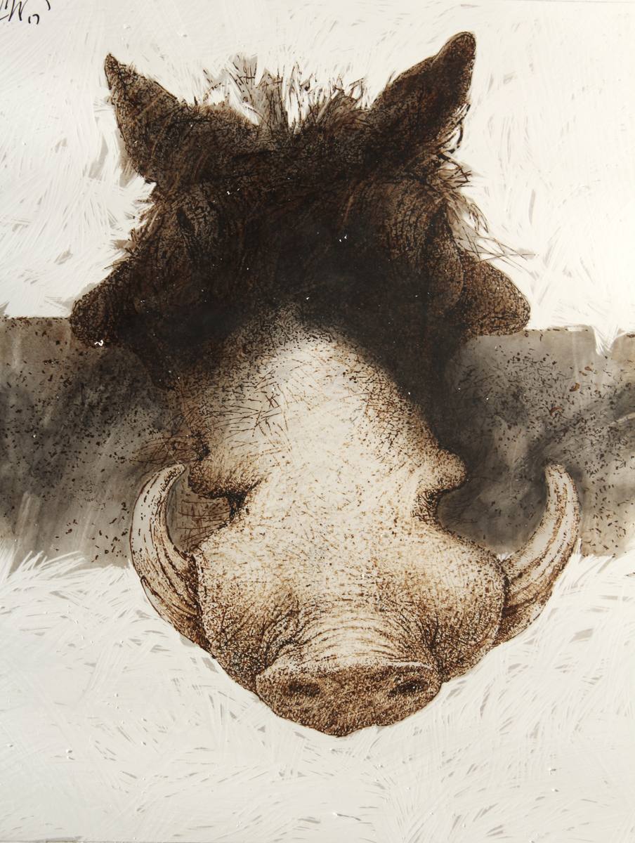 Warthog, animal studies, 2017