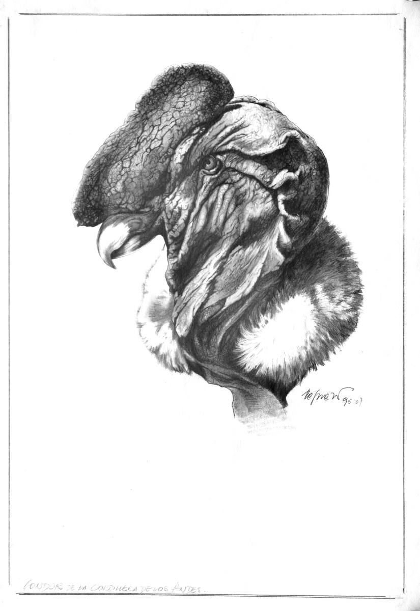 Condor de la Cordillera, illustration, 1995